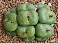 코노피튬 104-6964 - 엑스플랜트