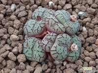 청희(淸姬)(438) - 엑스플랜트