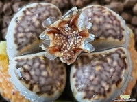 쥴리 104-7158 - 엑스플랜트