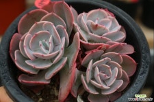 뮤즐리6973 - 엑스플랜트