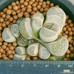 리톱스 수입한몸묵둥이군생입니다 빨리보셔요 특가로드려요 0467 산아래다육이 - 엑스플랜트 리톱스 수입한몸묵둥이군생입니다 빨리보셔요... 