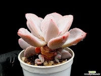 아마렌시스 11-29 - 엑스플랜트