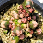 부다템플24 - 엑스플랜트