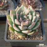 샴페인 0418-49 - 엑스플랜트