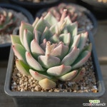 샴페인 0418-49 - 엑스플랜트