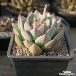 샴페인 0418-49 - 엑스플랜트