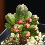 미니부다템플 2 - 엑스플랜트