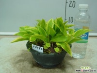 토함산비비추-자생종-경주토함산-동일품배송 : 야생화 - 엑스플랜트