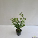 온누리농원 찔레나무 공기정화식물 반려식물 : 공기정화식물 - 엑스플랜트