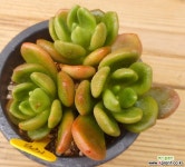 동금 자연군생 - 엑스플랜트