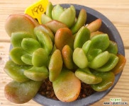 동금 자연군생 - 엑스플랜트
