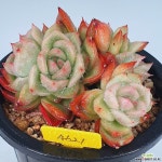 플로리디티4621 - 엑스플랜트