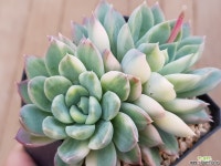 브릿도자금 1414 - 엑스플랜트