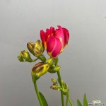 [희희낙락플라워]후리지아 중품 프리지아 붉은꽃 향기나는 꽃 : 야생화 - 엑스플랜트