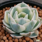 르노어딘복륜금 예뿌고가격착해졌어요 0401 산아래다육이 - 엑스플랜트 르노어딘복륜금  예뿌고가격착해졌어요 0401 산아래다육이 - 엑스플랜트