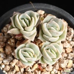 러블리로즈 한몸 2 - 엑스플랜트