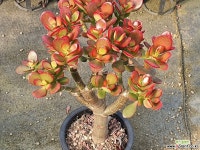 204-7580 - 엑스플랜트  204-7580 - 엑스플랜트