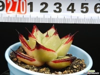 샤링 15-395 - 엑스플랜트