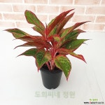 [도희씨네 정원] 립스틱 짙게바른 아글레오네마 오로라 120 : 공기정화식물 - 엑스플랜트