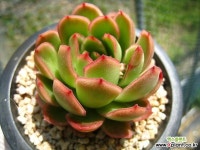 하일리C0423-2 - 엑스플랜트