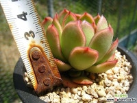 하일리C0423-2 - 엑스플랜트