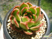 하일리C0423-2 - 엑스플랜트