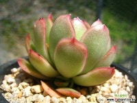 하일리C0423-2 - 엑스플랜트