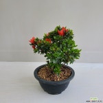 온누리농원 녹산 공기정화식물 반려식물 : 공기정화식물 - 엑스플랜트