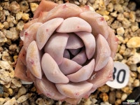 어메이징 - 엑스플랜트