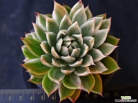 나빌레라금7619 - 엑스플랜트