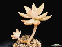 캘리포니아썬셋 19-18 - 엑스플랜트