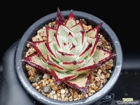 로즈팜 19-215 - 엑스플랜트