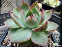 카시오적금 042904 - 엑스플랜트