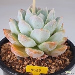 빙산5369 - 엑스플랜트