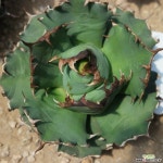 Agave Titanota Black Blue 아가베 용설란 - 엑스플랜트