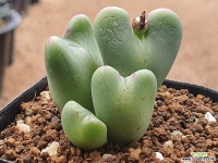 축홍전 105-4154 : 코노피튬 - 엑스플랜트