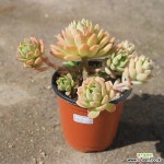 마커스 자연 0505-12 - 엑스플랜트