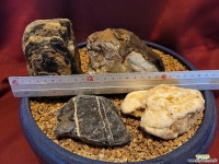 화분장식용 자연석 모듬 : 바위솔 - 엑스플랜트