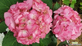 마리앙뚜 수국 12cm포트 : 관엽식물 - 엑스플랜트