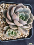 로망 - 엑스플랜트