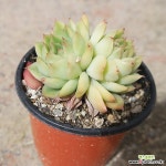 아이스에이지 0505-69 - 엑스플랜트