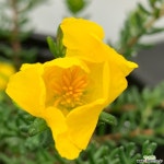 유매 중품 : 야생화 - 엑스플랜트