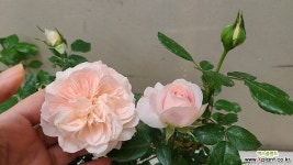 독일장미.4계.가든오브로즈.사랑스런 파스텔 핑크색.old rose 향기.꽃10cm.정원관목장미.월동가능. : 꽃나무 묘목 - 엑스플랜트