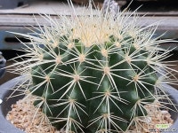 금호 105-4898 - 엑스플랜트