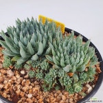 백두산바위솔766 - 엑스플랜트