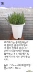 꽃파는농부 - 허브식물 로즈마리대품 : 공기정화식물 - 엑스플랜트