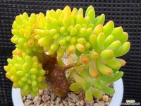 팔천대철화 514-4 - 엑스플랜트