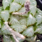 대창수정진주 0514-60 : 하월시아 - 엑스플랜트 대창수정진주  0514-60 : 하월시아 - 엑스플랜트