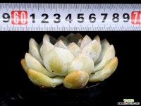 오렌지먼로(중) 31-262 - 엑스플랜트