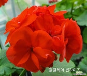 유럽제라늄/갈릴레아 썬라이즈 : 관엽식물 - 엑스플랜트